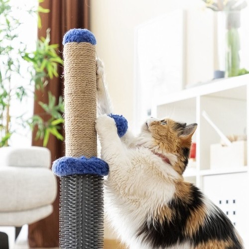 Gioco per gatti - gioco,